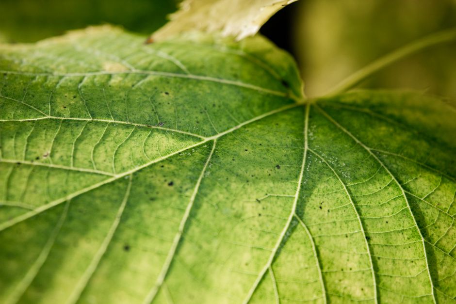 Receitas Caseiras Poderosas para Proteger Suas Plantas: Herbicidas, Inseticidas, Fungicidas e Mais!”