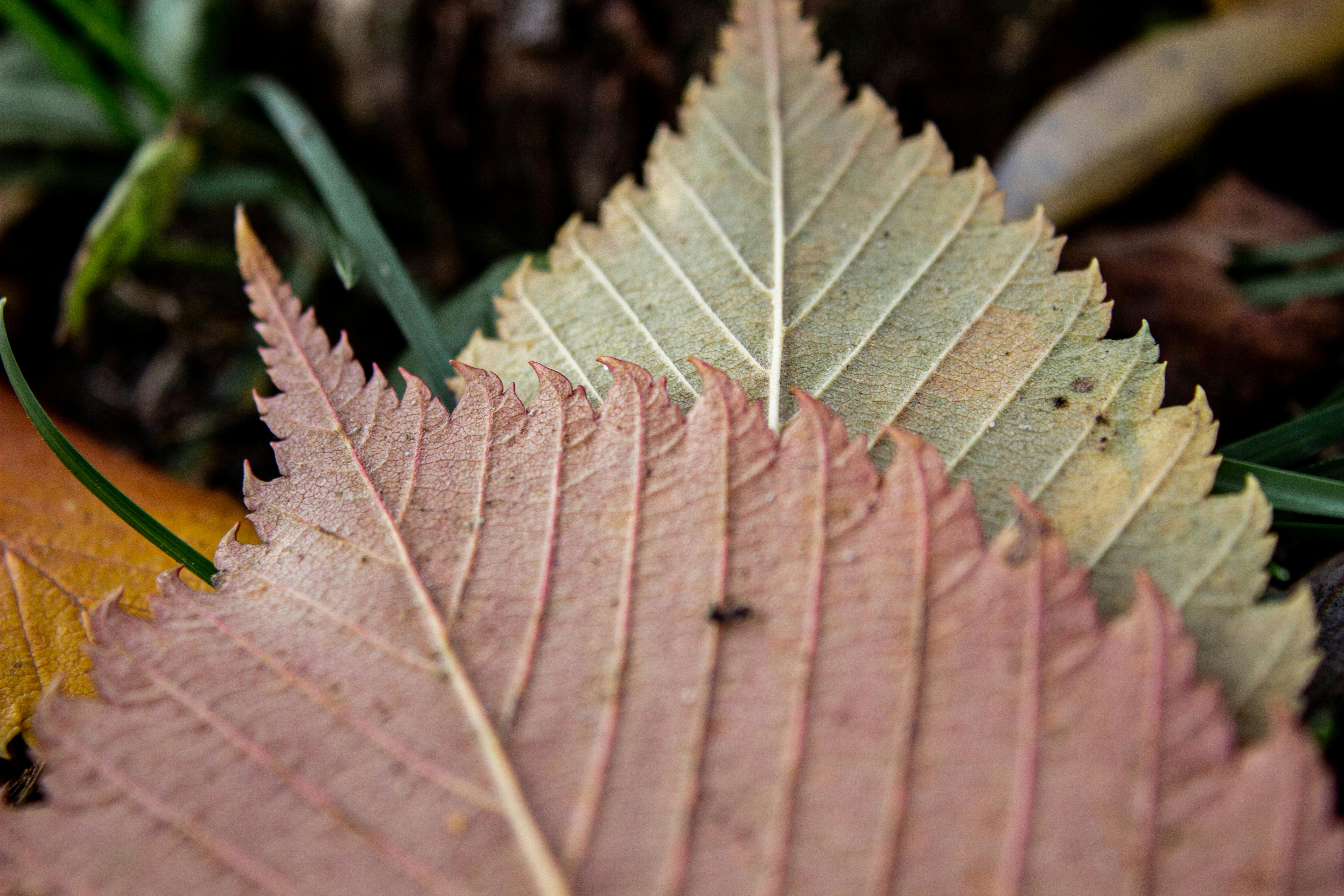 Close-up of Autumn Leaves in Natural Setting · Free Stock Photo