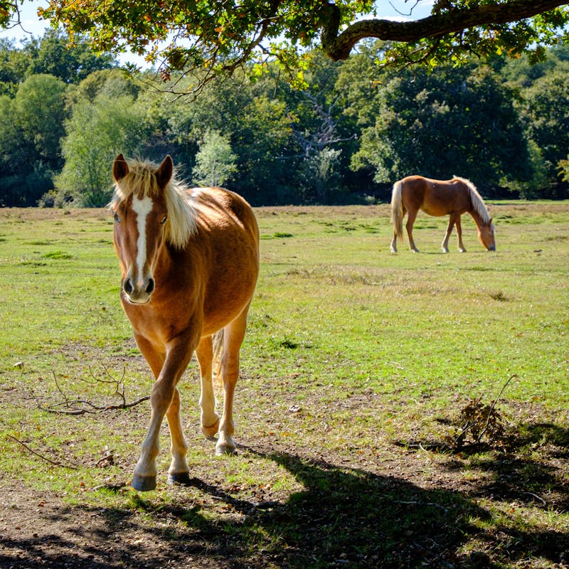 We need more forests—and sometimes that means cutting trees