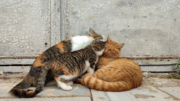 Charming scene of three cats snuggling together on a stone pavement against a textured wall.