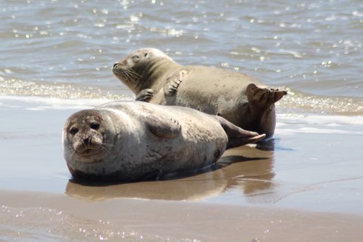 Two harbor seals bask on a sandy beach in Friesland, enjoying a sunny day by the sea.