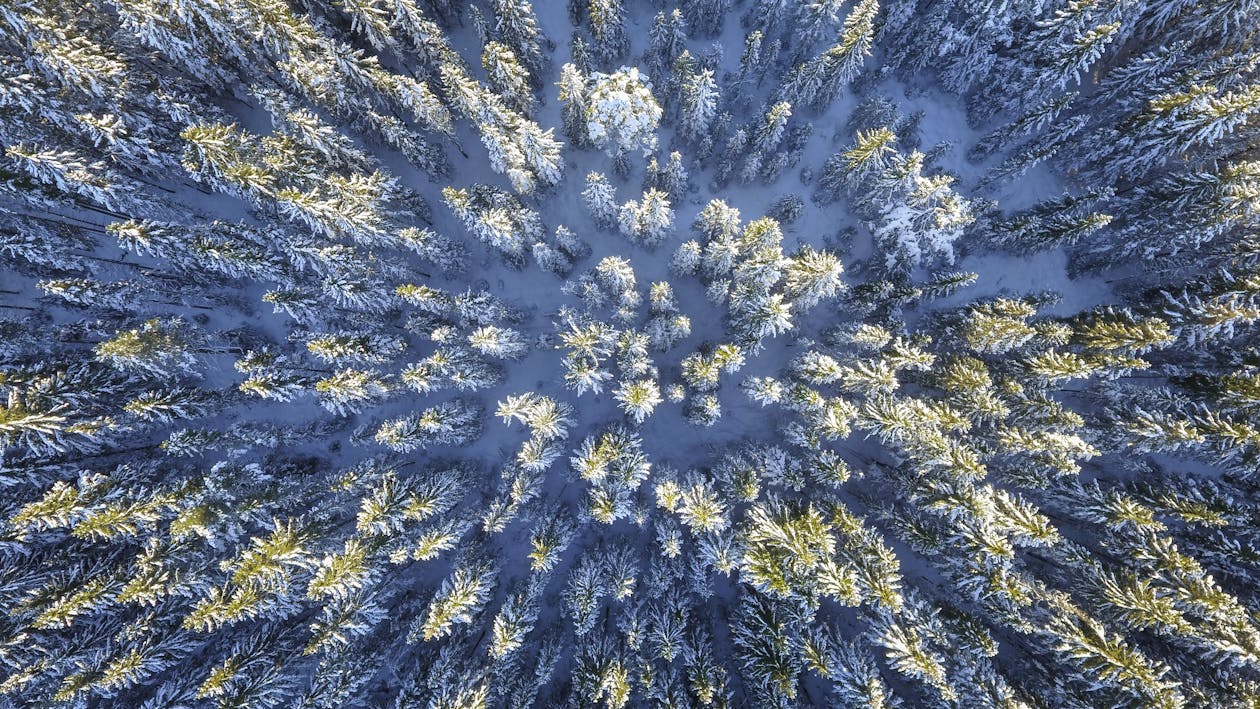 Aerial Photography of Green Leafed Trees