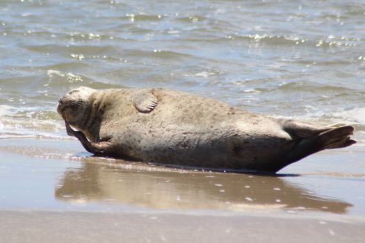 A serene image of a seal basking on a sandy beach in Friesland, Netherlands.