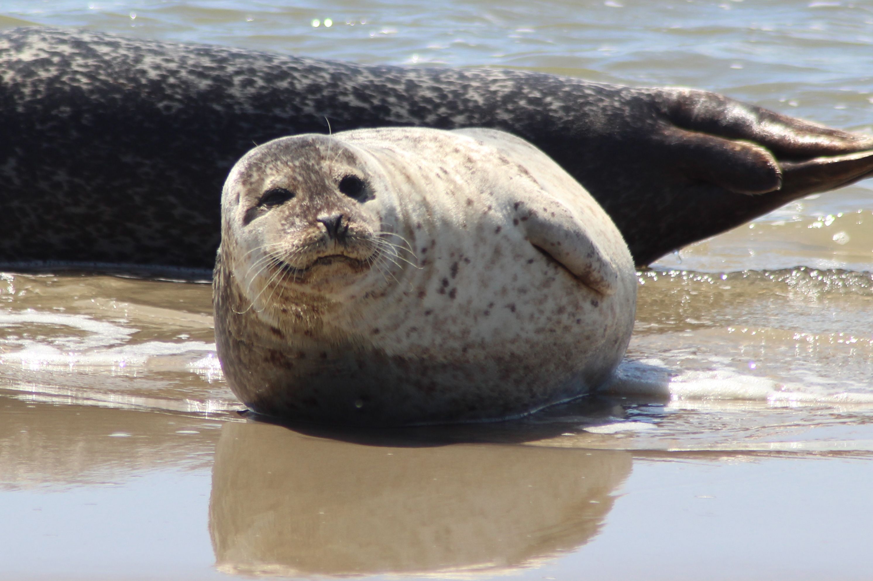 Harbor Seal Resting on Sandy Beach in Friesland · Free Stock Photo