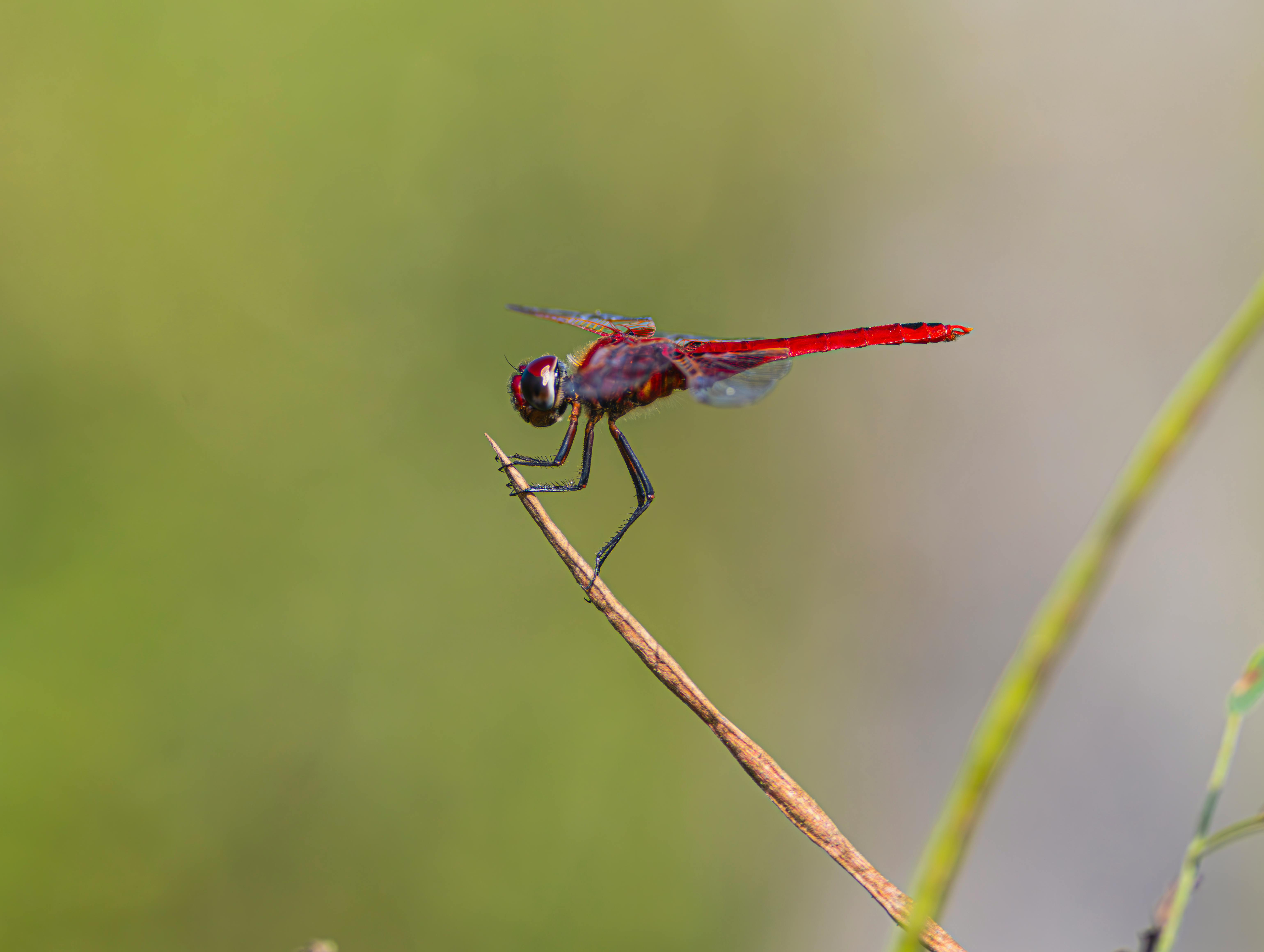 言論自由不該以生命為代價 灣區民眾齊聲反對政治暴力
