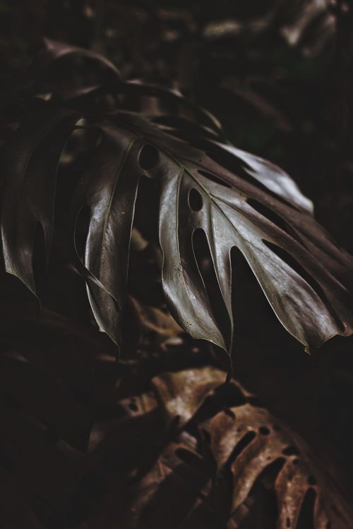 Free A close-up of Monstera leaves showcasing dark green tones and unique textures. Stock Photo