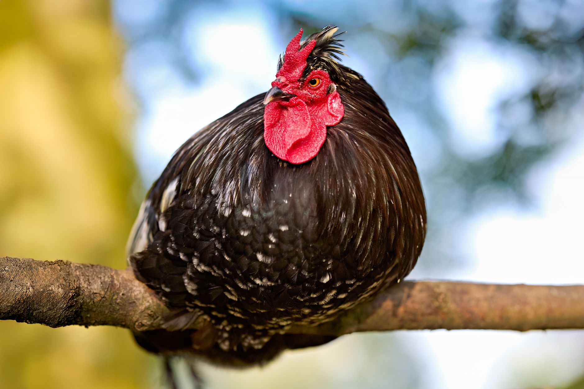 pisică sălbatică capturată lângă gospodăria cu găini! FOTO