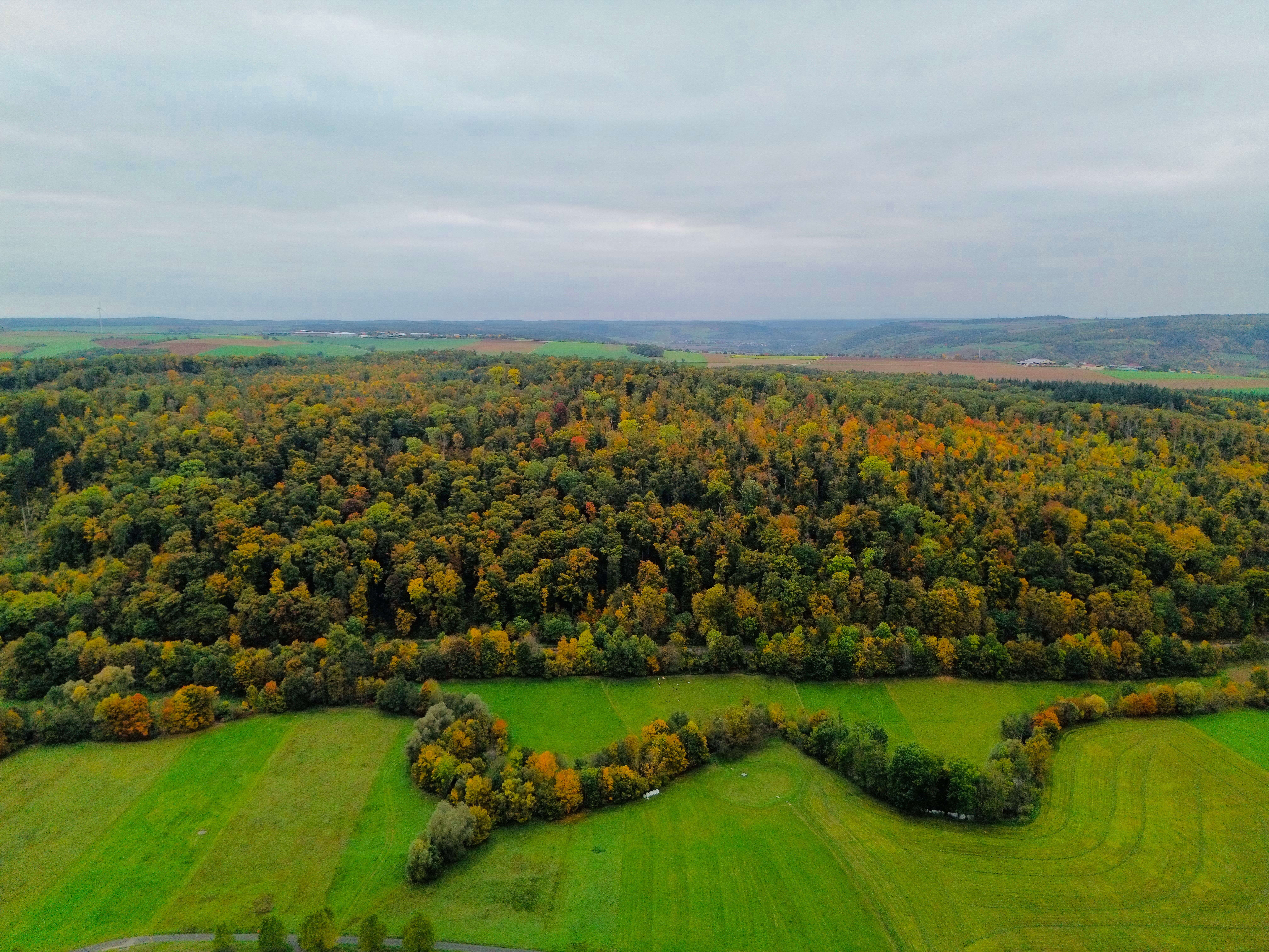 Aerial View of Dense Autumn Forest Landscape · Free Stock Photo