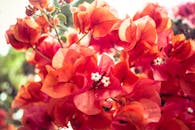 阳光明媚的花园里，九重葛花鲜艳的红色特写