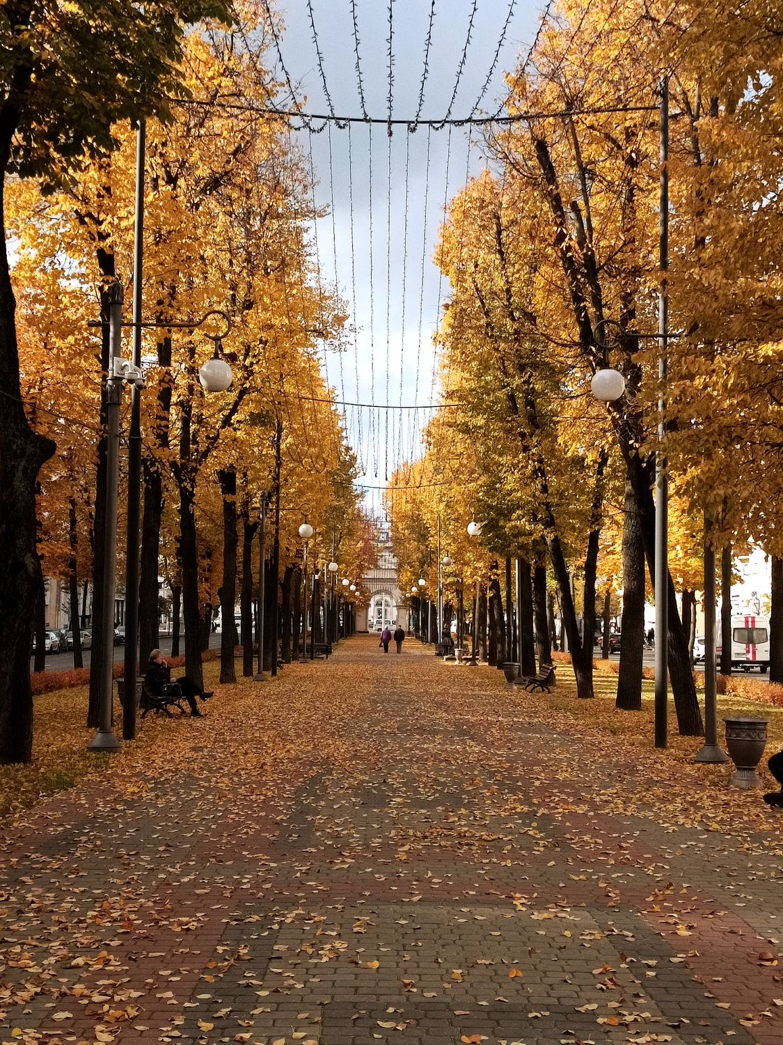 Autumn Walkway Lined with Golden Trees · Free Stock Photo