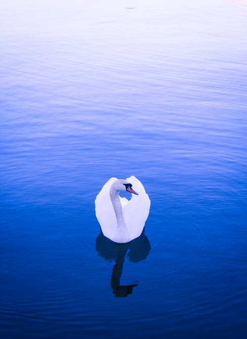 Základová fotografie zdarma na téma labuť, modrá, příroda