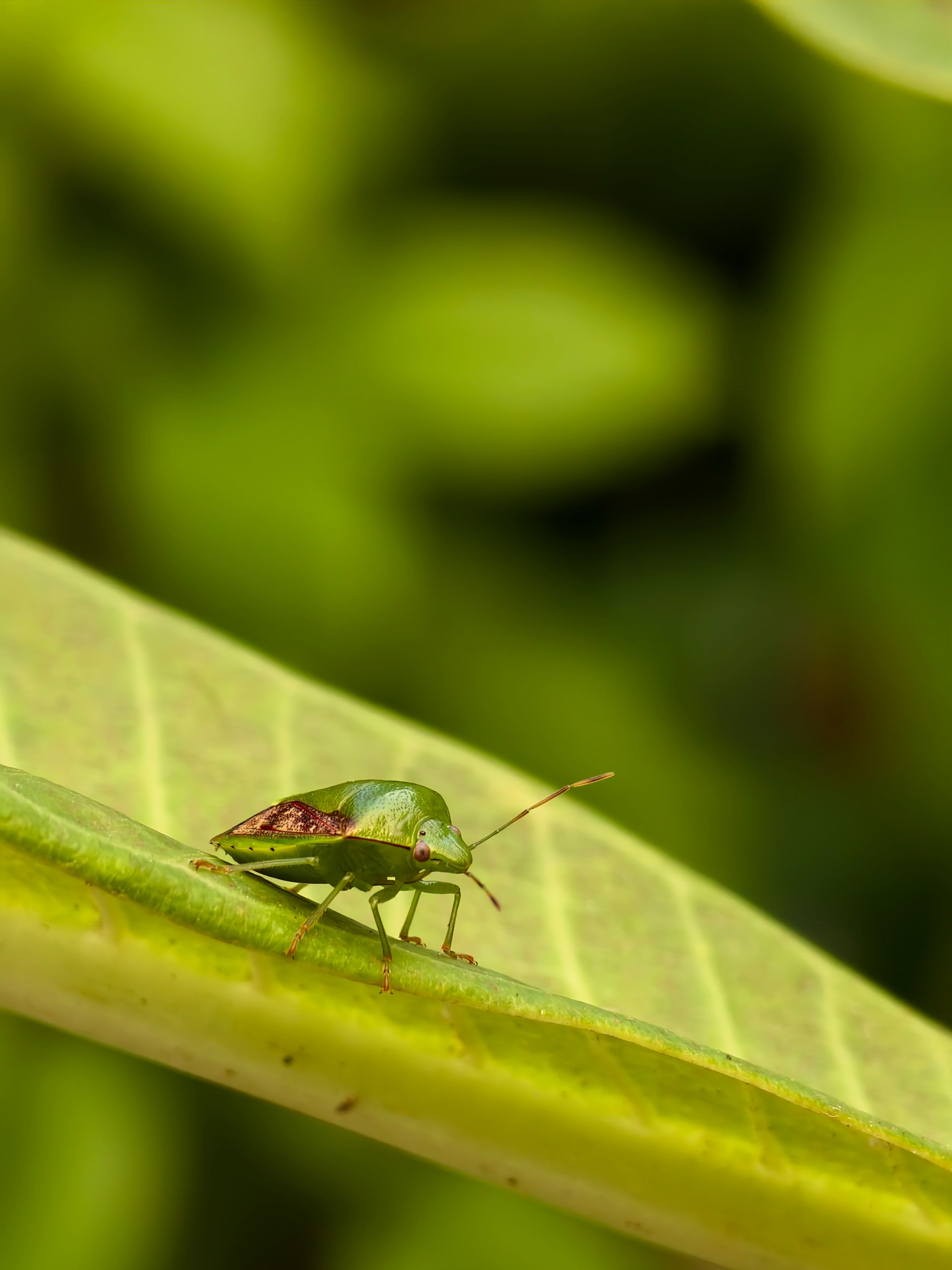 Insect Camouflage Photos, Download The BEST Free Insect Camouflage ...