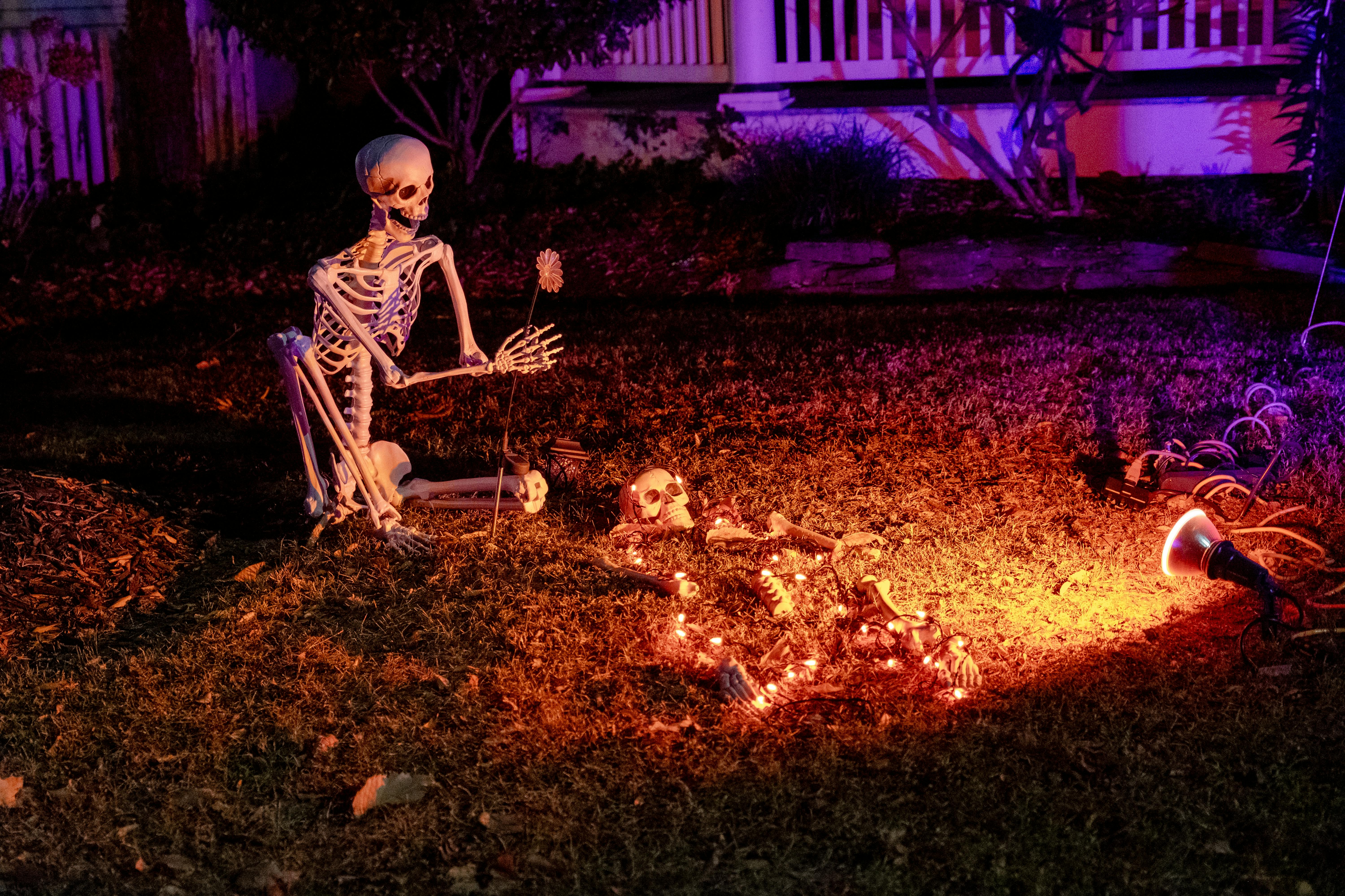 A skeleton decorates a garden for Halloween with eerie lighting effects.