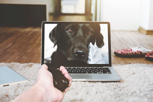 Macbook Pro Met Zwarte Volwassen Labrador Retriever