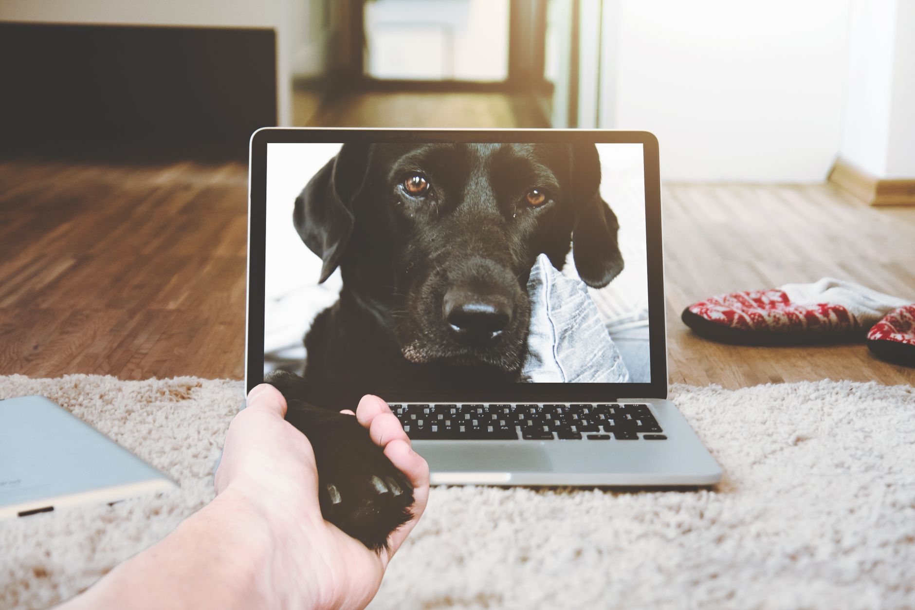 A human hand reaches out to a dog's paw on a laptop screen, symbolizing connection and companionship.
