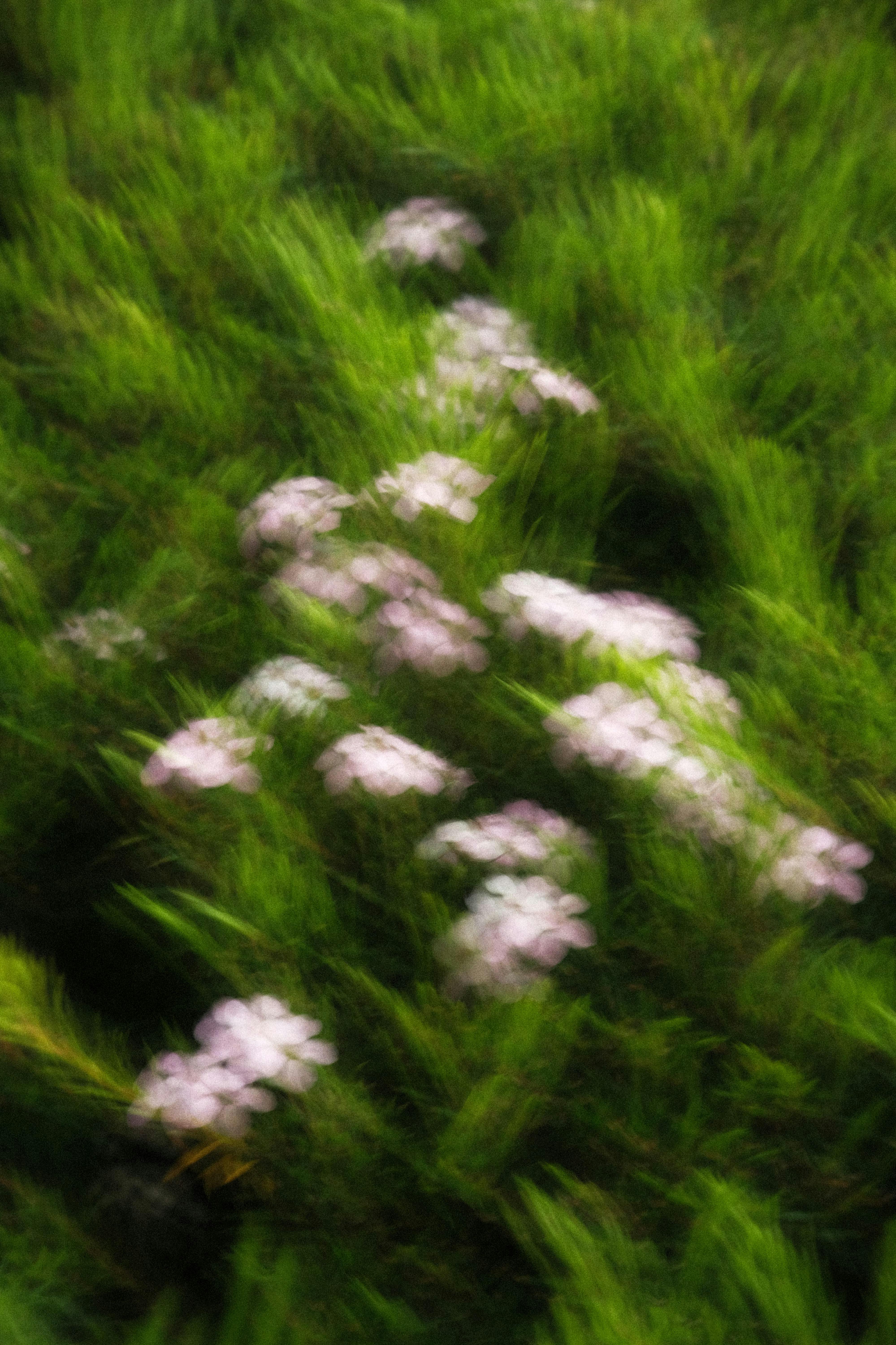 Free Artistic capture of pink wildflowers in blurred focus against a vibrant green backdrop. Stock Photo