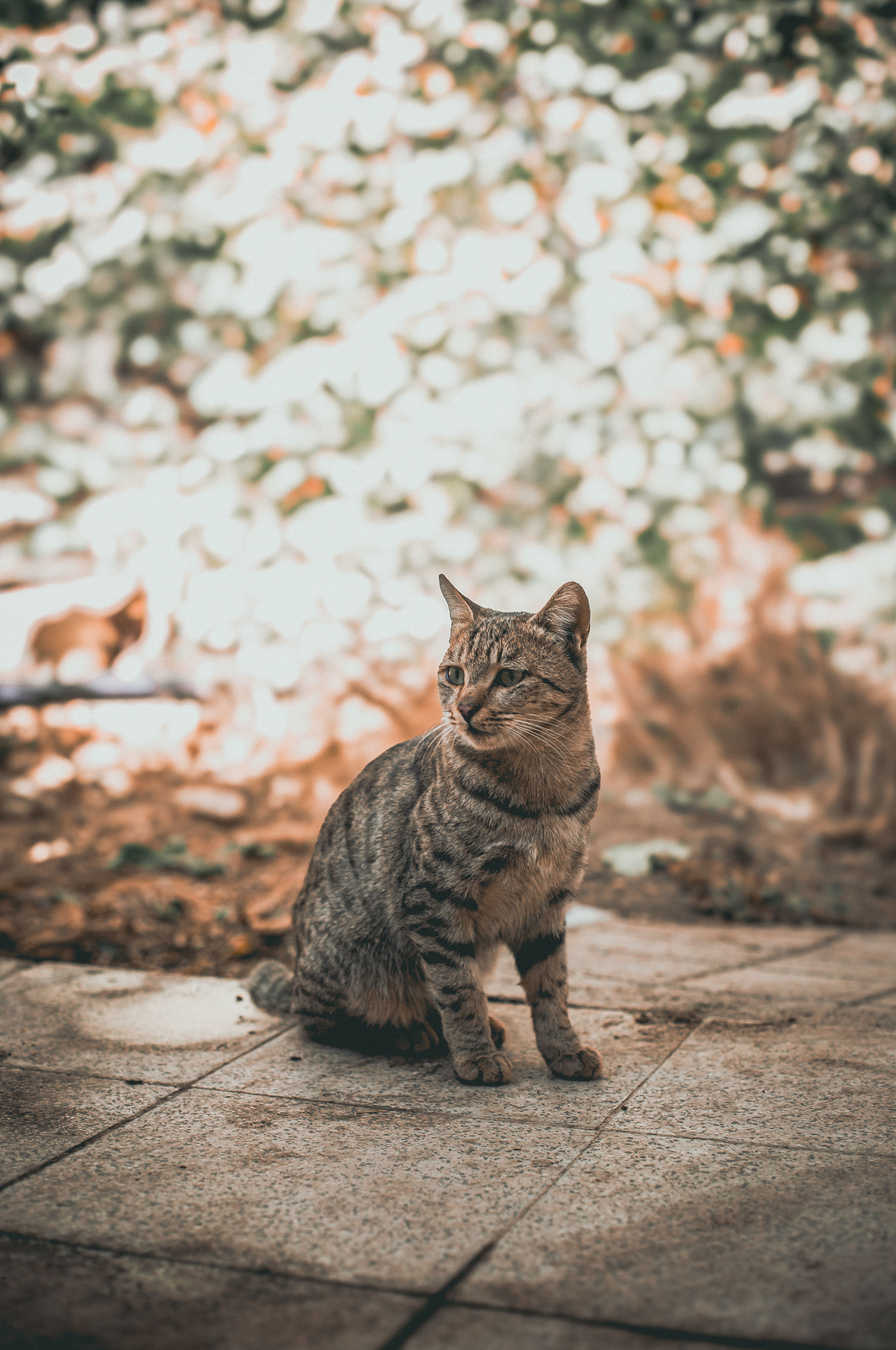 Smurf Cat Photos, Download The BEST Free Smurf Cat Stock Photos & HD Images