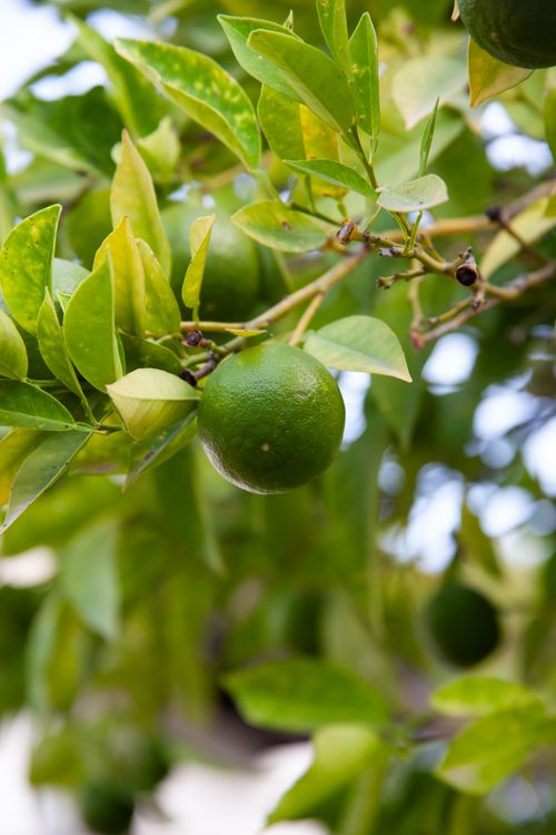 Free Detailed view of a green citrus fruit on a tree branch, highlighting its glossy surface and healthy leaves. Stock Photo