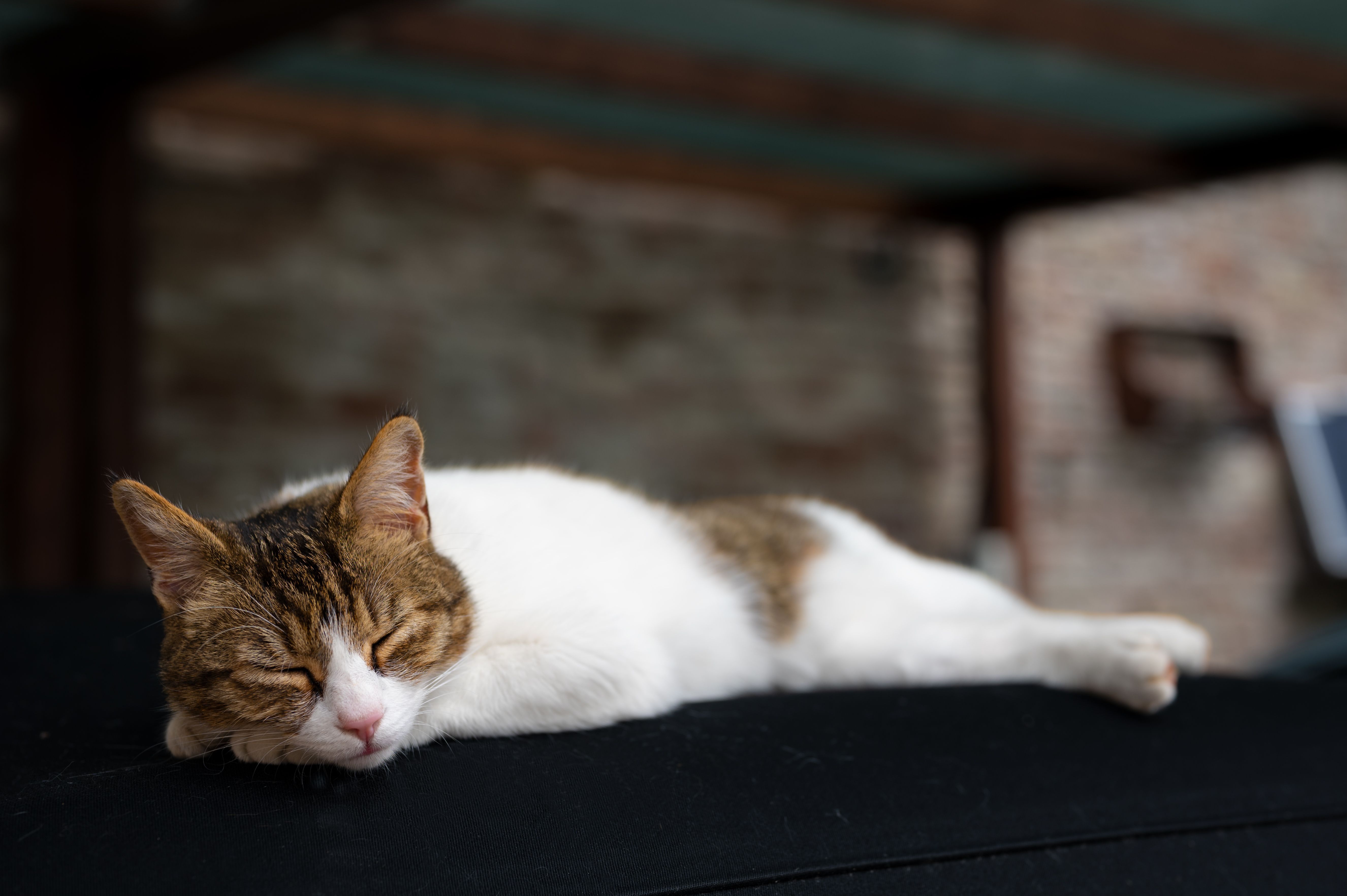 Smurf Cat Photos, Download The BEST Free Smurf Cat Stock Photos & HD Images