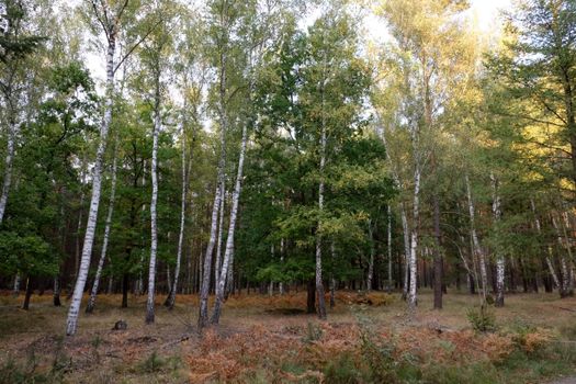 Tranquil birch forest scene in early fall with warm sunlight filtering through the trees.