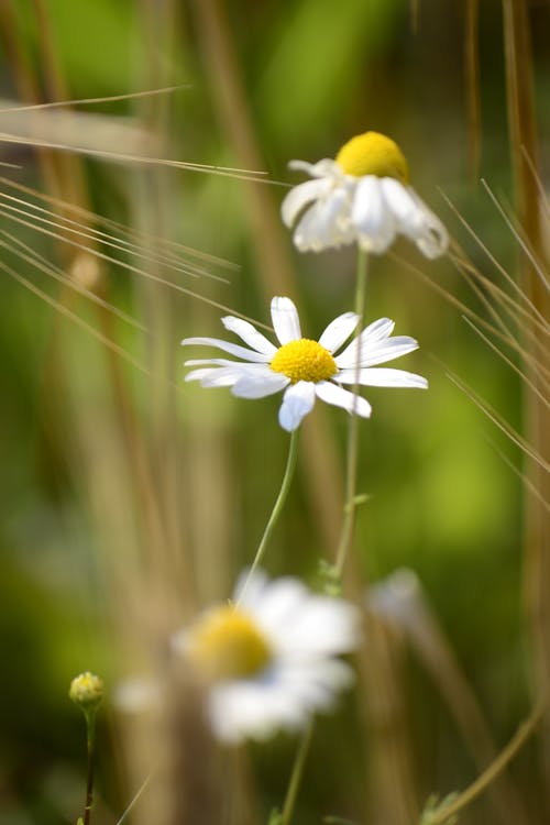 White Flower in Bloom