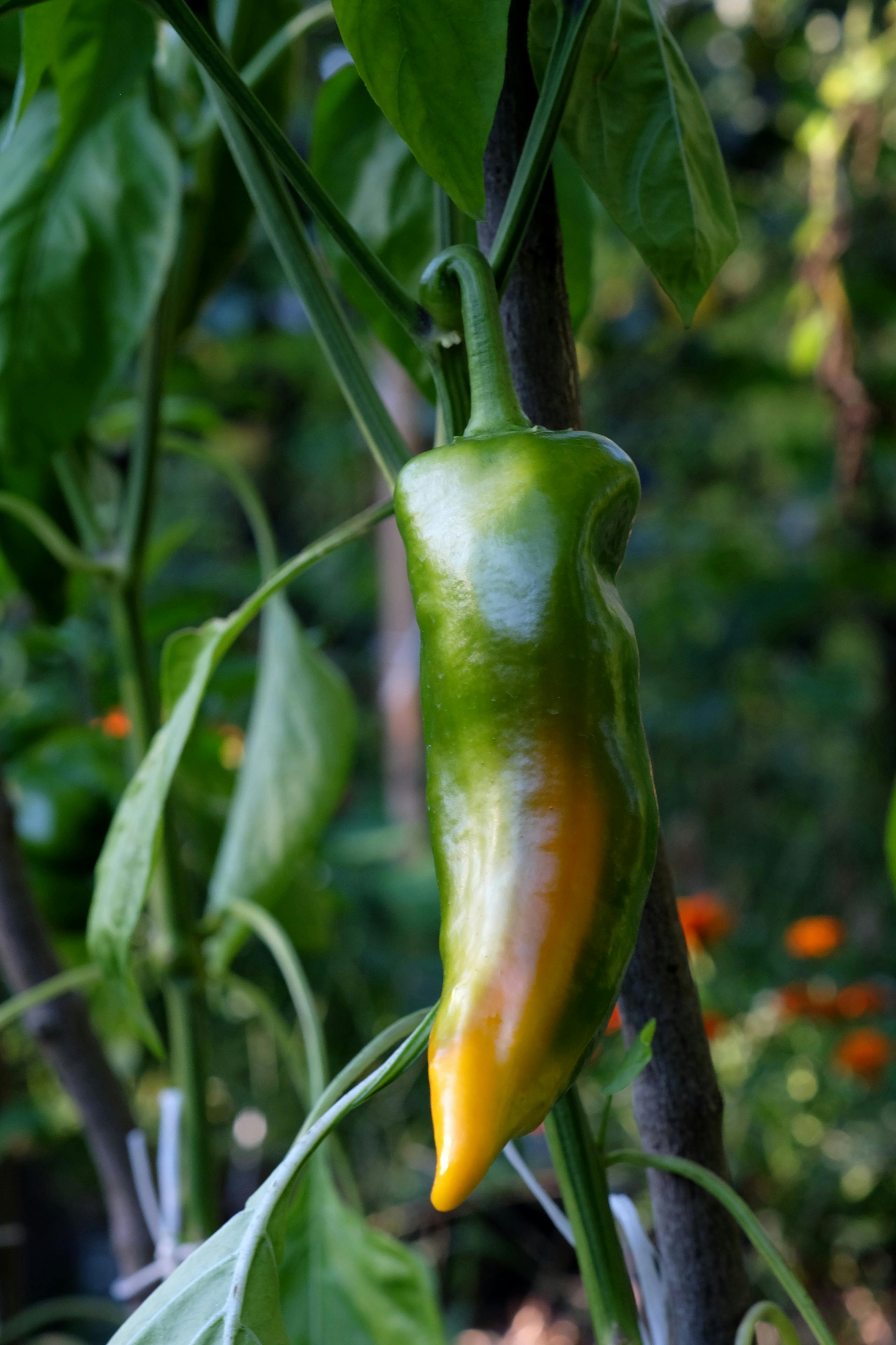 Why Are My Bell Peppers Small, Stunted, or Not Ripening Beyond Green? Troubleshooting Pollination, Temperature, and Nutrient Fixes for Bumper Harvests