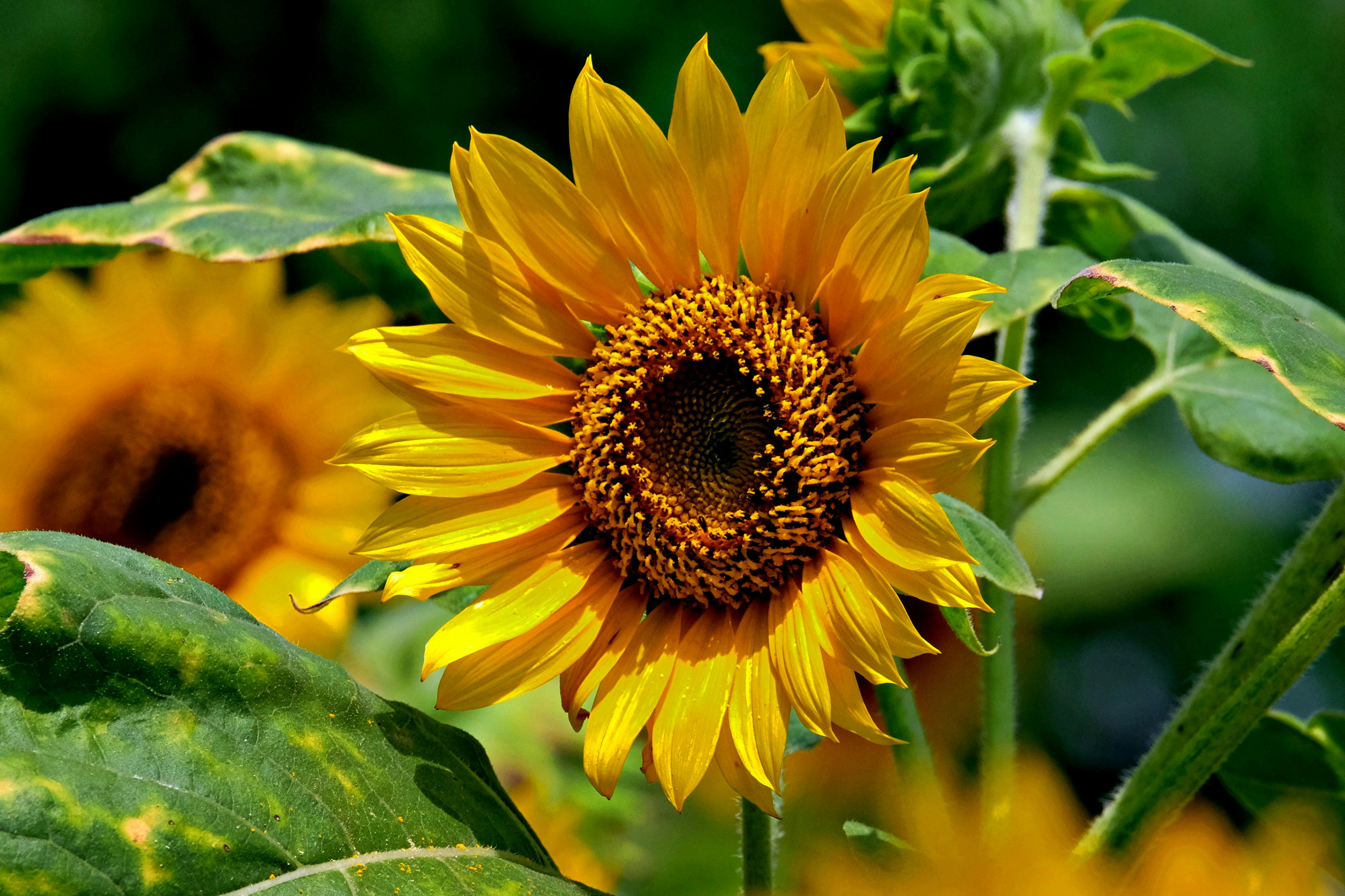 Optimización de Huertas Mediante Análisis Meteorológico y Tecnologías Agrícolas