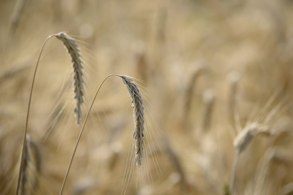 Buğday Otlarının Sığ Shot
