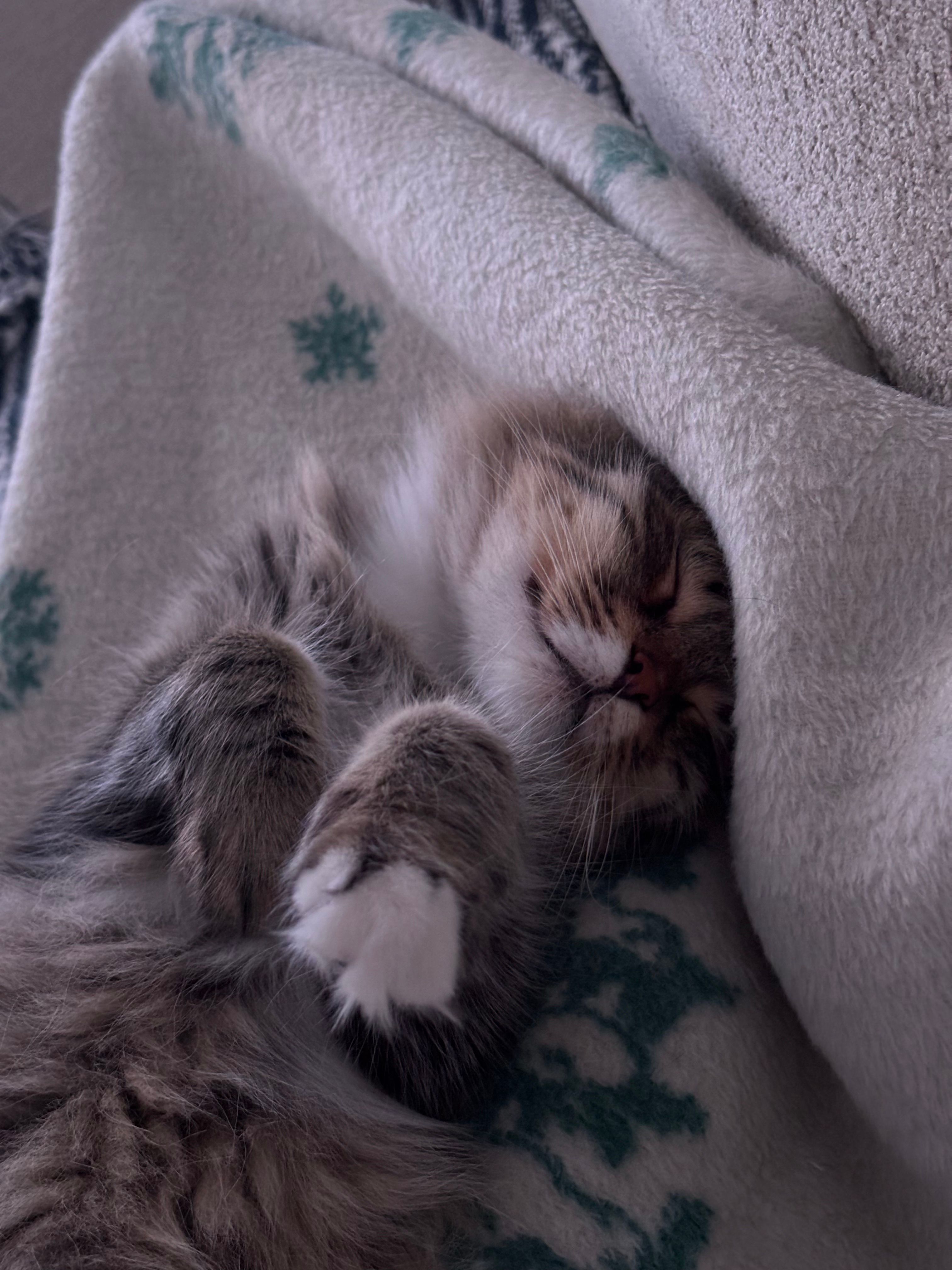 Cute kitten wrapped in a soft blanket, sleeping peacefully indoors.
