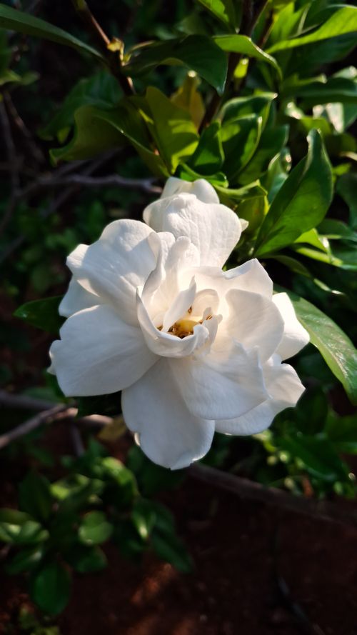 Free Close-up of a vibrant white gardenia flower in natural sunlight, captured in South Sulawesi. Stock Photo