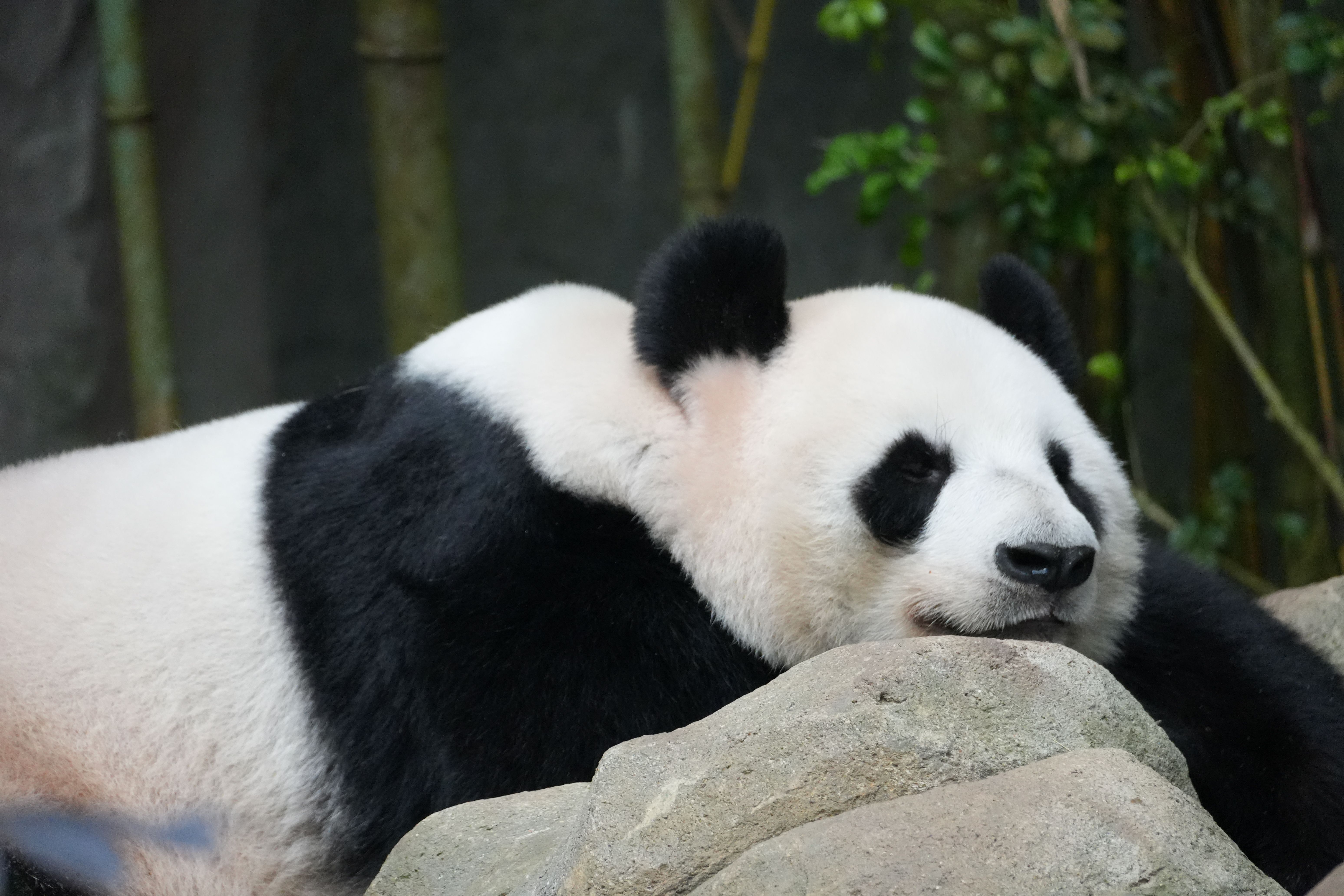 Panda Gigante Relaxando Em Rocha Em Habitat Natural · Foto profissional ...