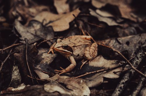 Free A brown frog blends into dry leaves on the forest floor in Ukraine. Stock Photo