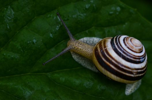 Close-up photo of a brown striped garden snail on a green leaf, highlighting texture and natural detail.