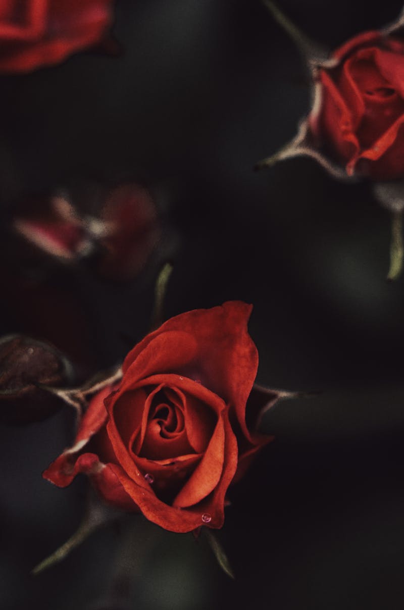 A striking close-up of a red rose against a dark moody background, evoking romance and elegance