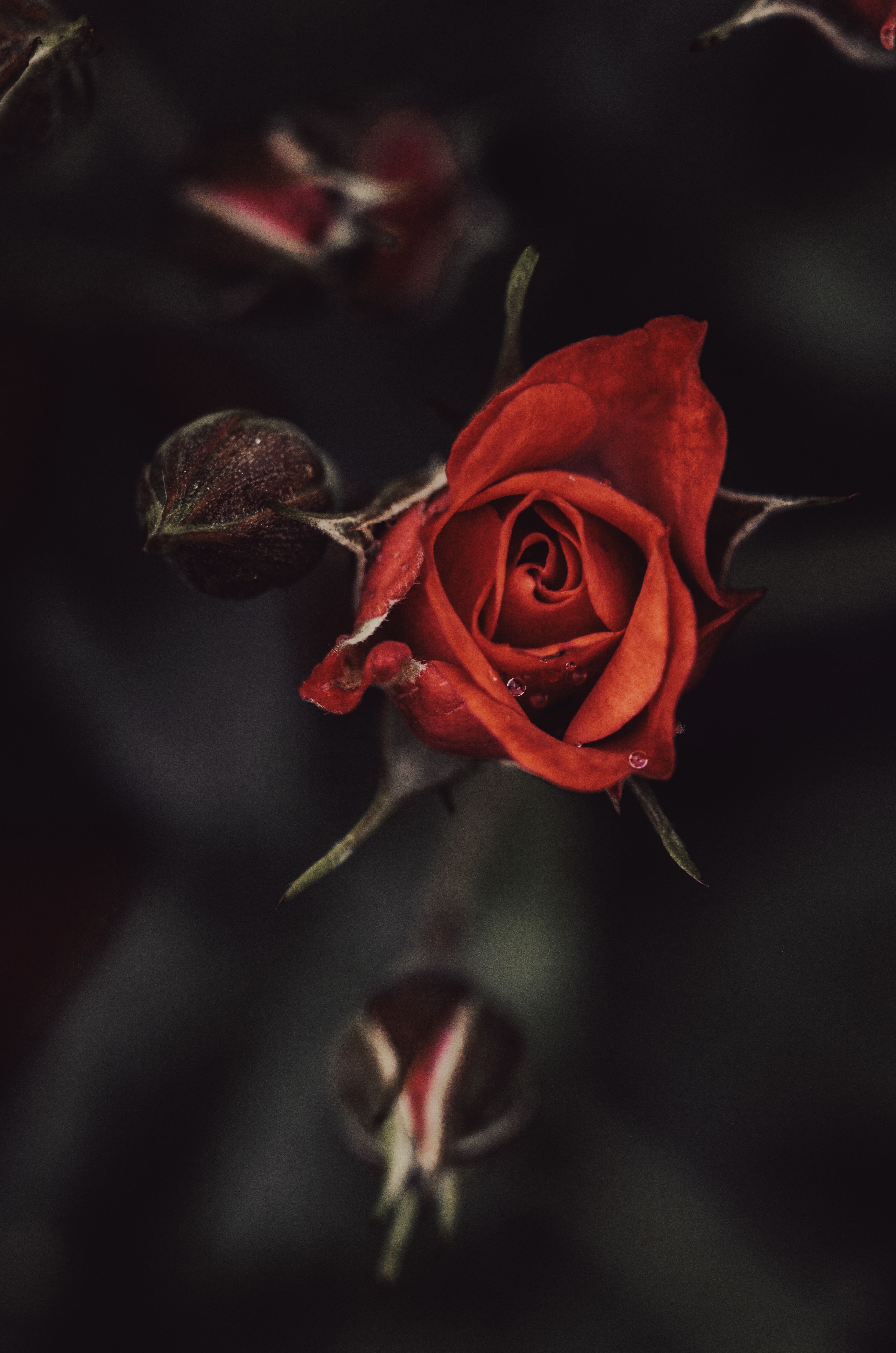 Close-up of Red Rose with Buds in Dark Setting · Free Stock Photo
