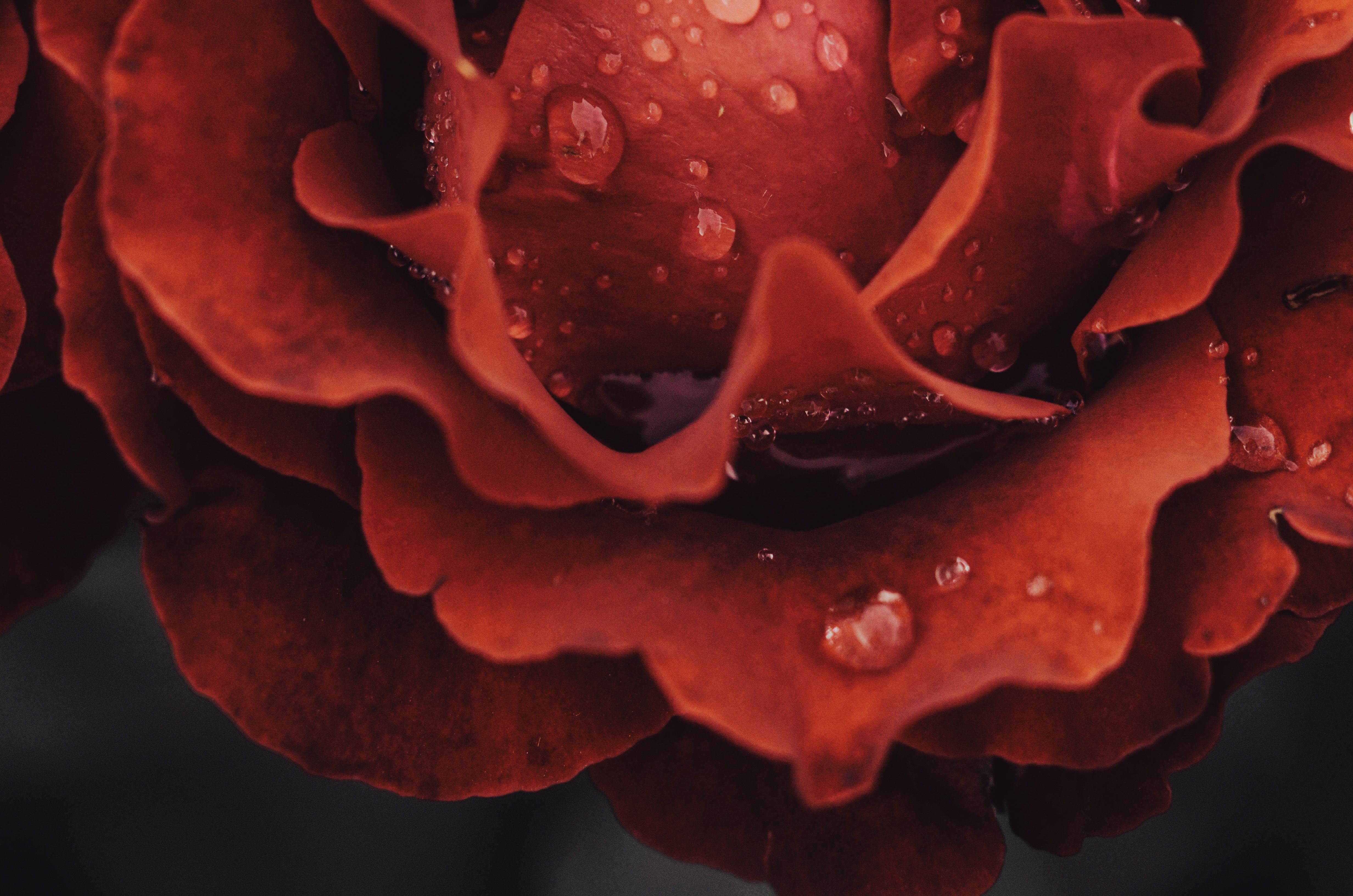 Close-up of a Dew-Kissed Red Rose in Ukraine · Free Stock Photo