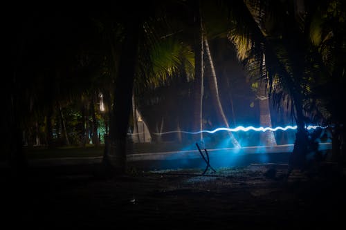 Free stock photo of blue light, dancing lights, jungle Stock Photo