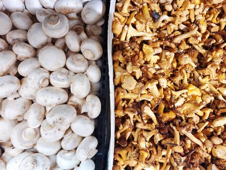 Mushroom — Setas