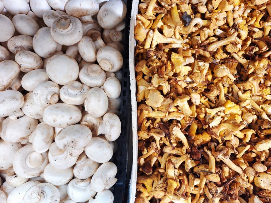 A contrast of fresh white and chanterelle mushrooms displayed at a market.