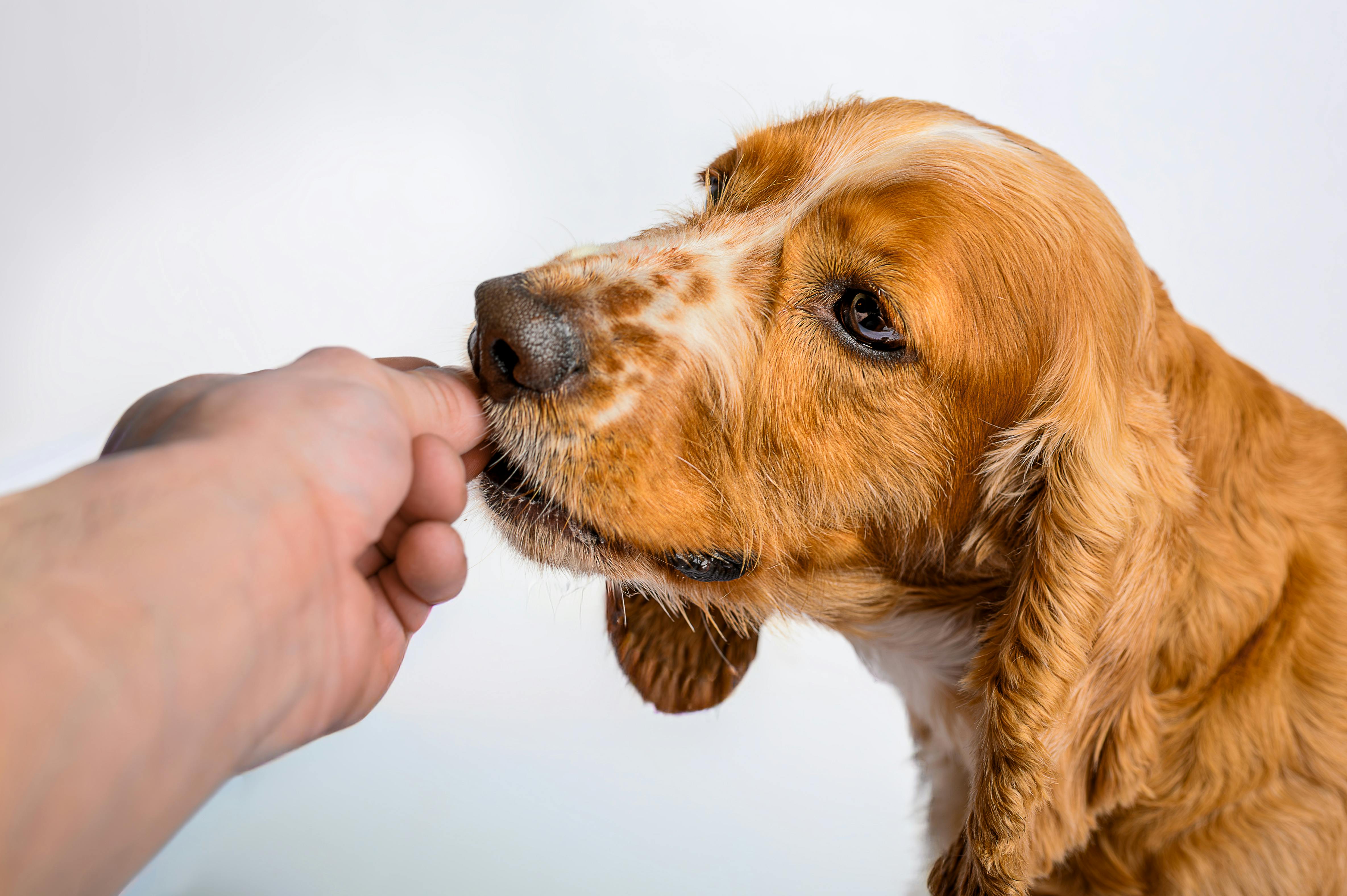 Why Do Certain Breeds Have Wetter Noses? Investigating the Differences Across Dog Types