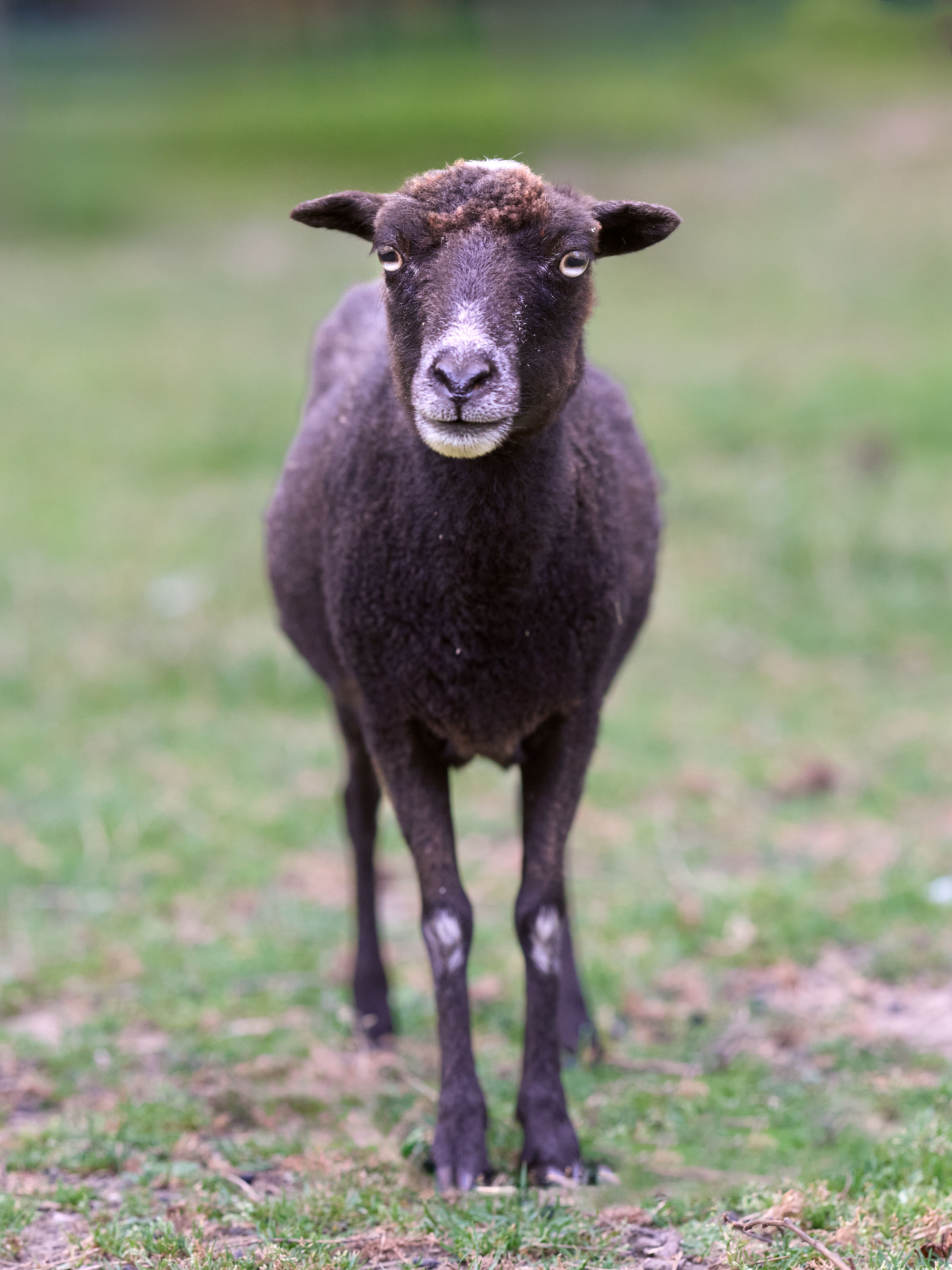 Close-up Portrait of a Black Sheep · Free Stock Photo