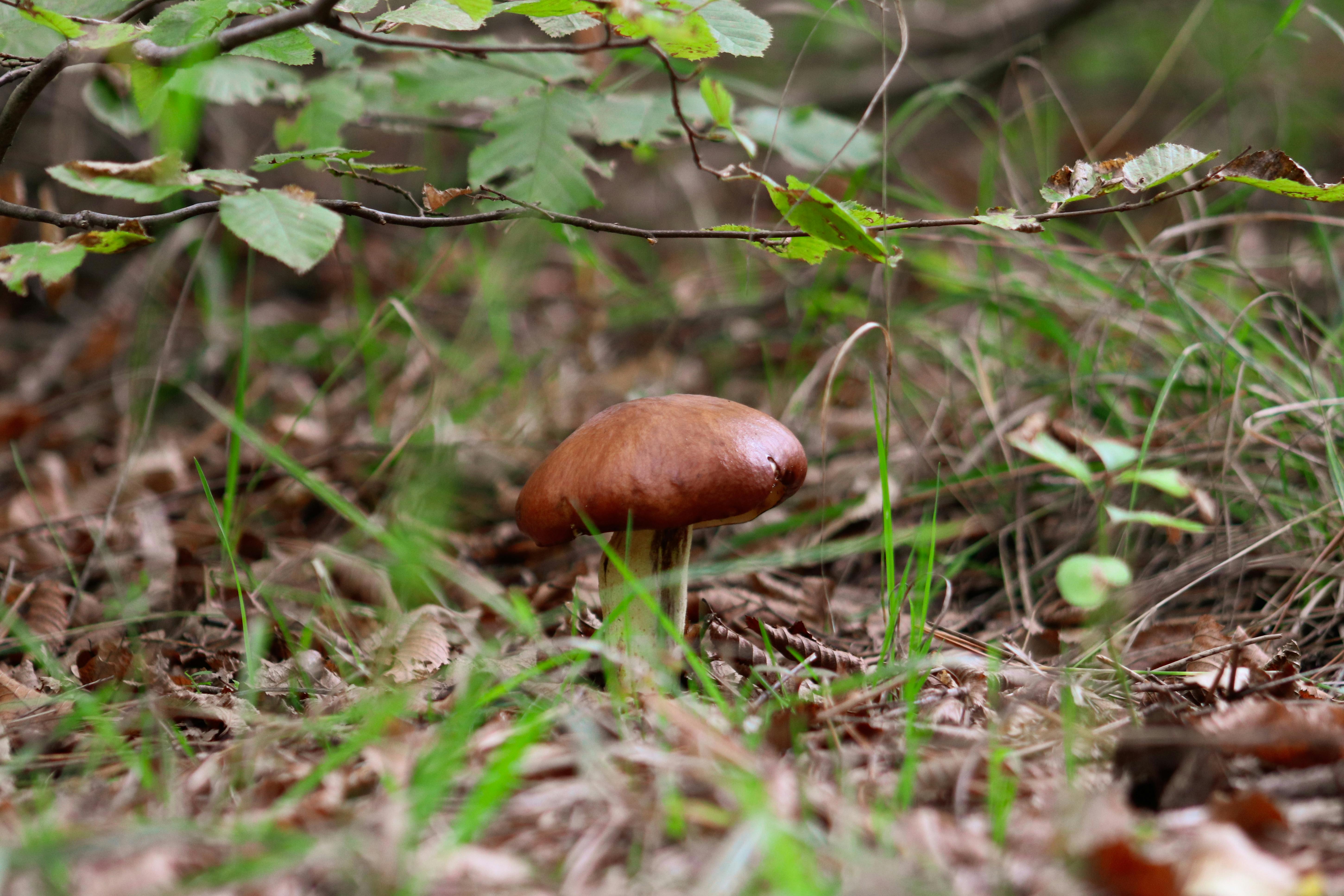 5方協力復育半屏山原生植群 迎接522國際生物多樣性日