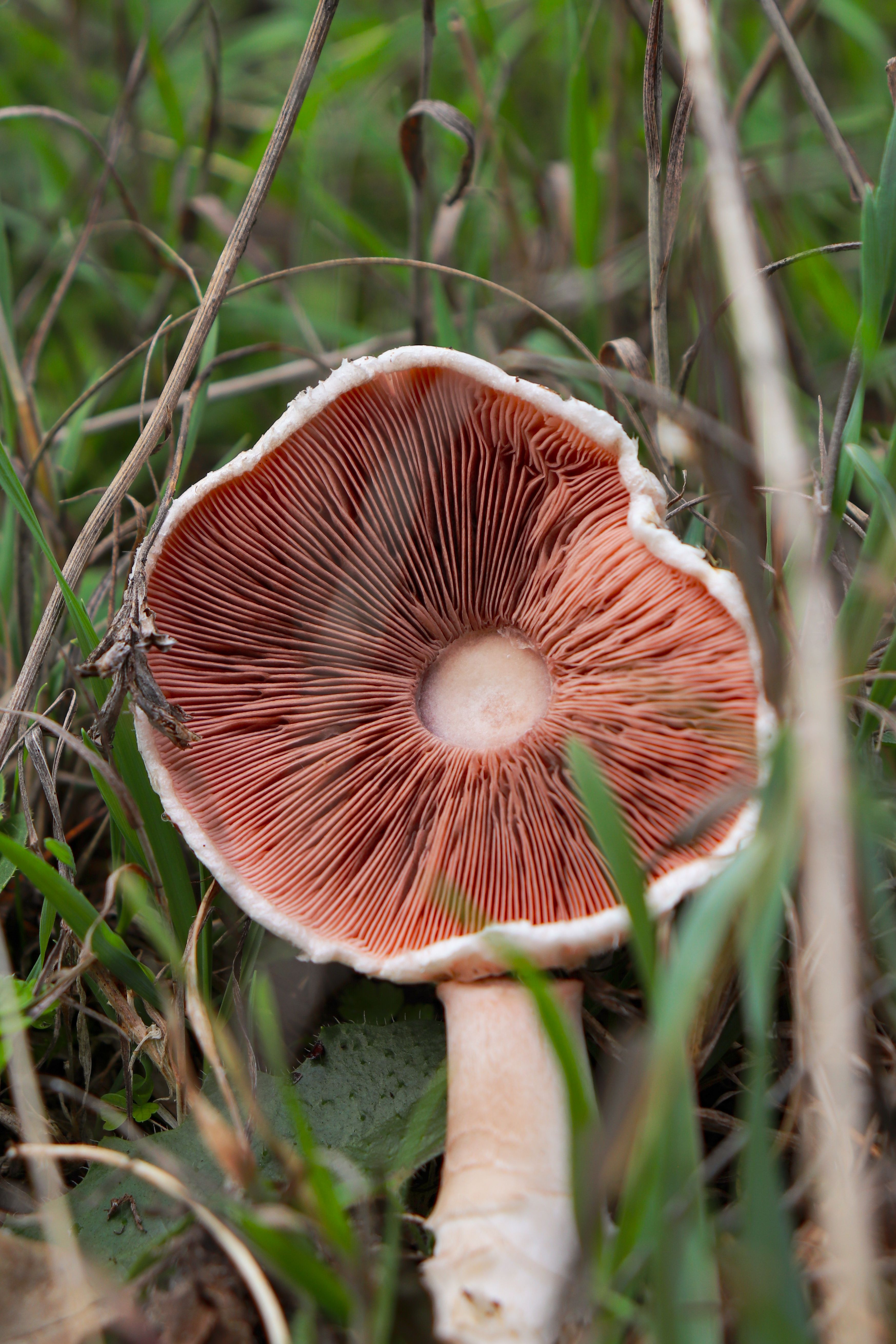 Detailed view of mushroom gills in natural setting, showcasing intricate structure and surroundings.