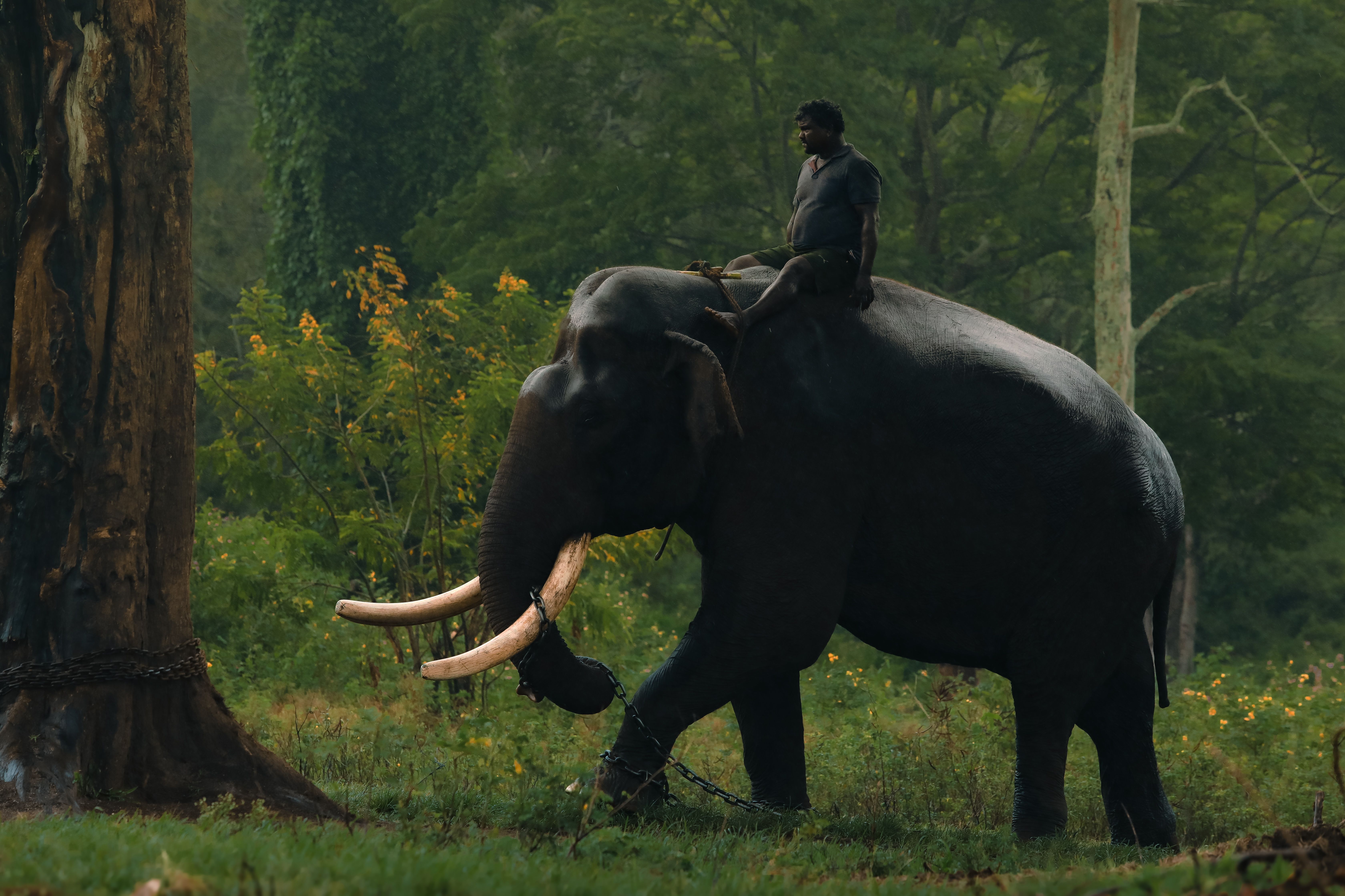 A man riding an elephant through a lush green forest, showcasing harmony with nature.