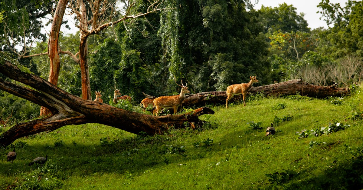 The Best Places for Wildlife Watching