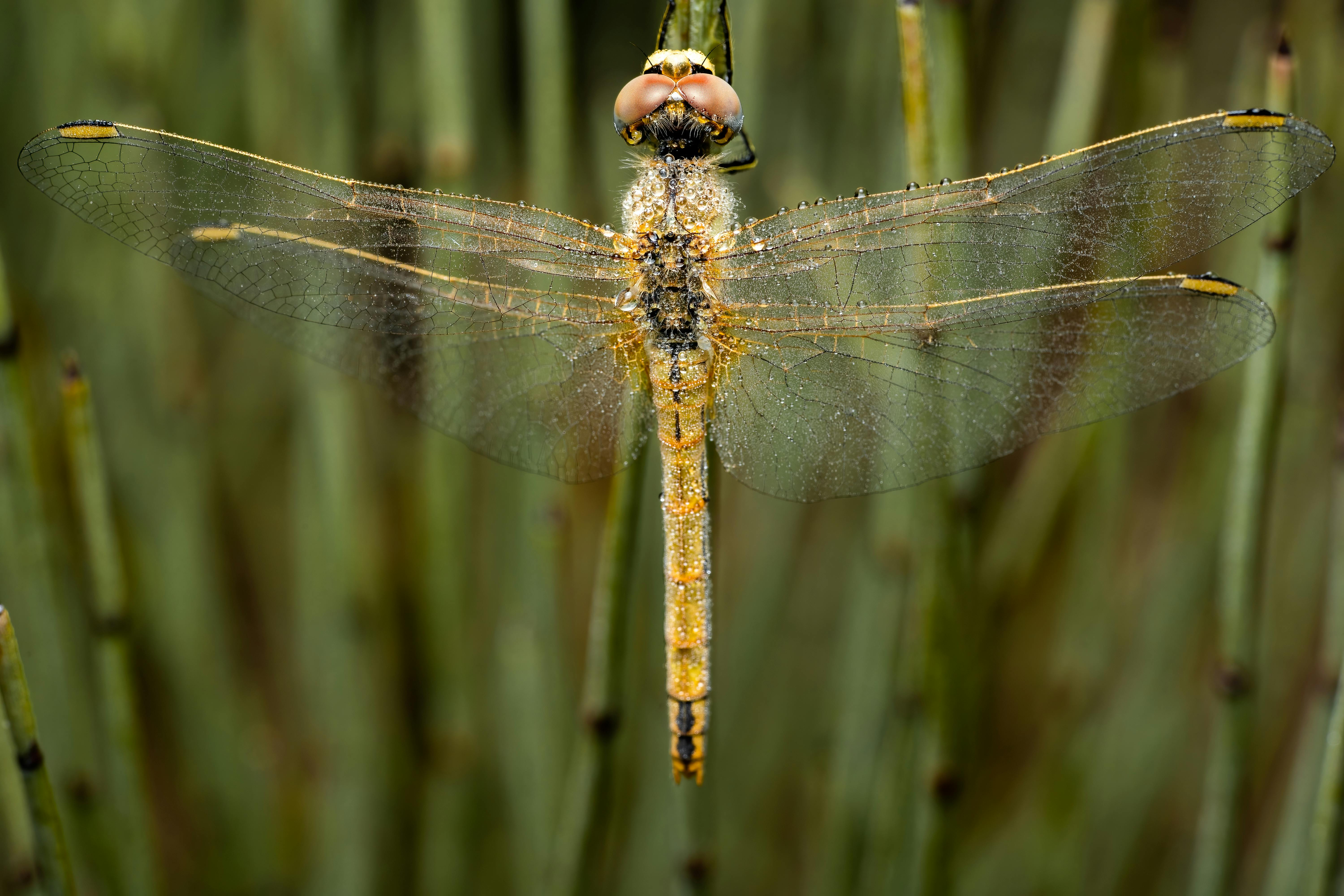 Rabbit Transparent Background Photos, Download The BEST Free Rabbit ...