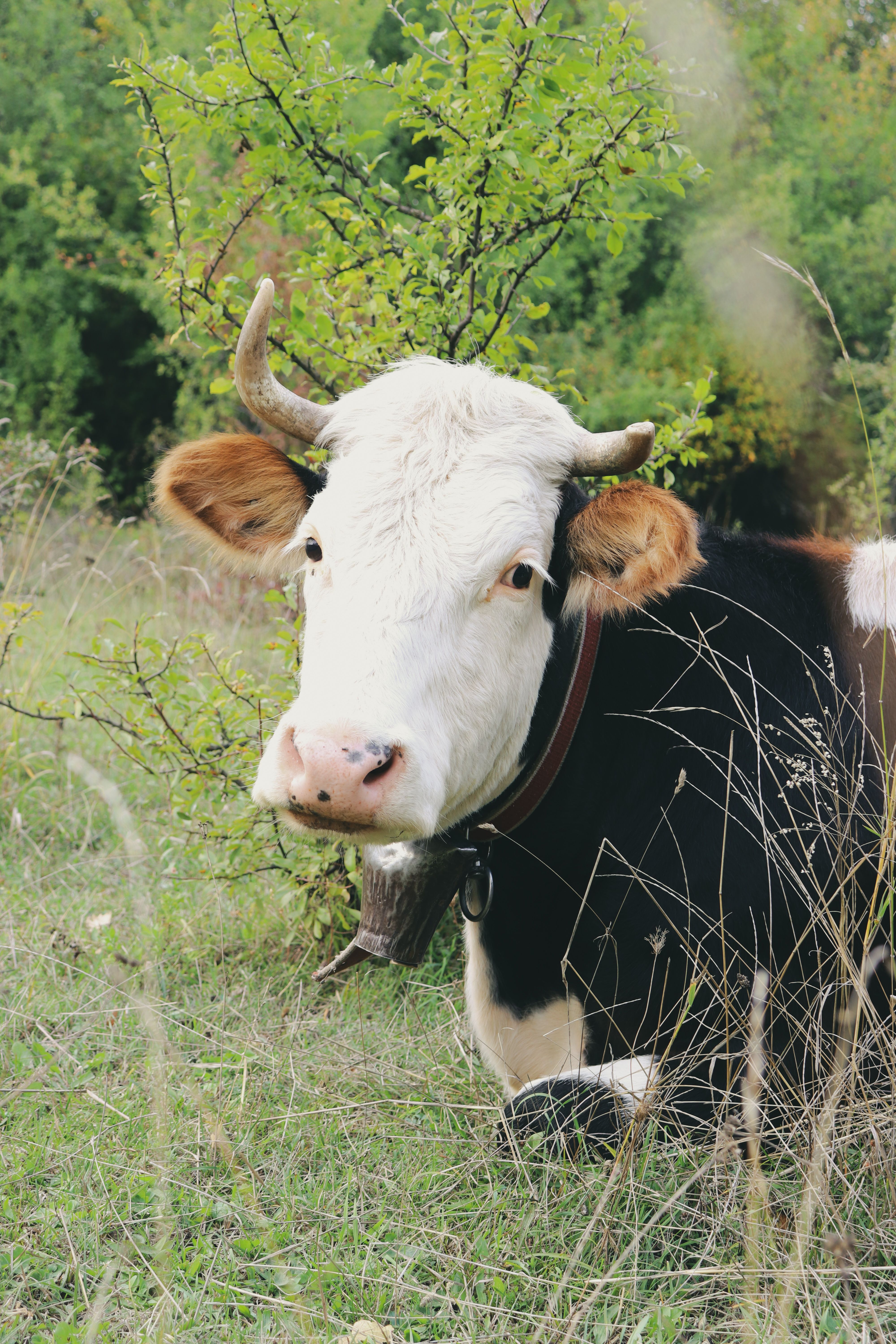 Calm Cow Relaxing in a Green Pasture · Free Stock Photo