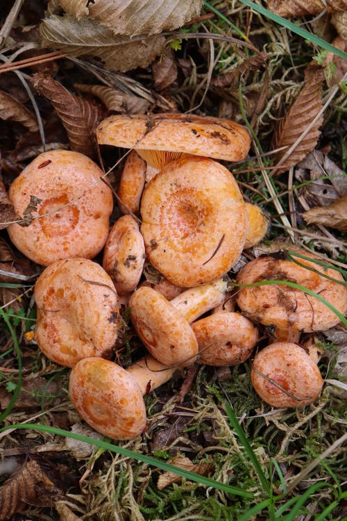 Free Vibrant saffron milk cap mushrooms (Lactarius deliciosus) on forest floor, surrounded by foliage. Stock Photo