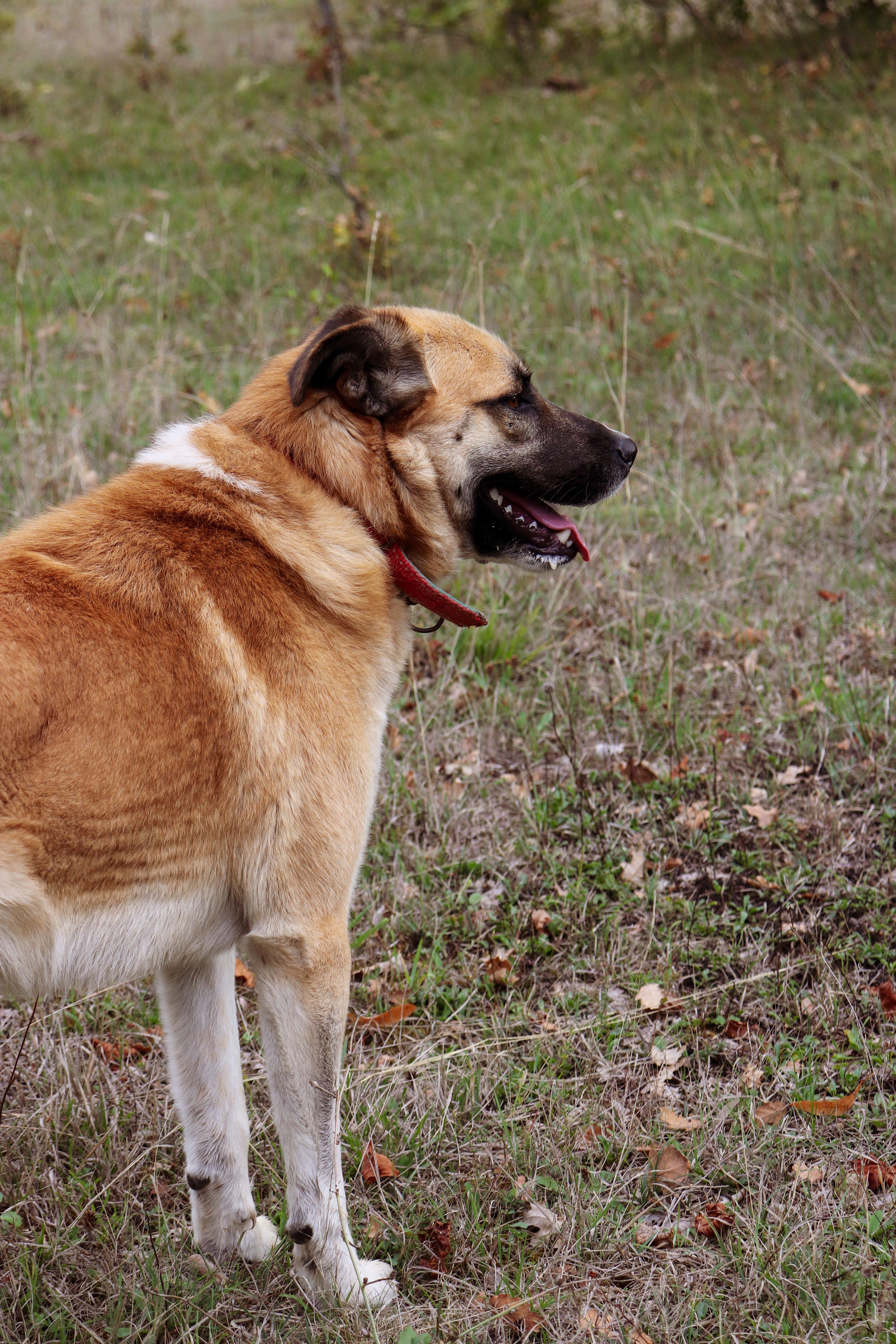 An Anatolian Shepherd dog stands alert in a grassy field, wearing a red collar.