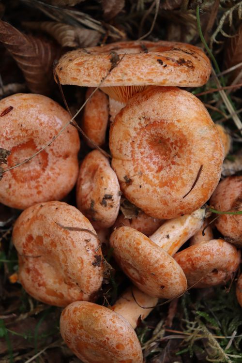 Free Close-up of saffron milk cap mushrooms in their natural forest habitat. Stock Photo